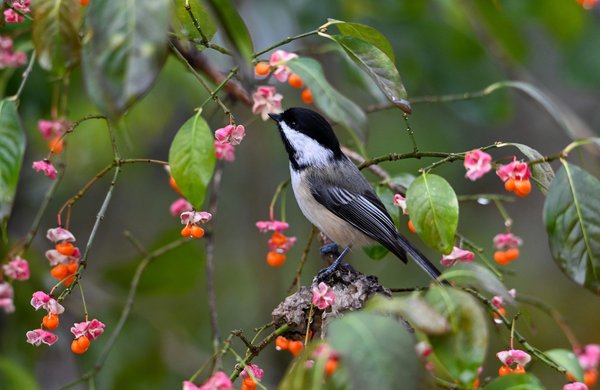 How to adapt a UK garden to support native wildlife like dormice and hedgehogs?