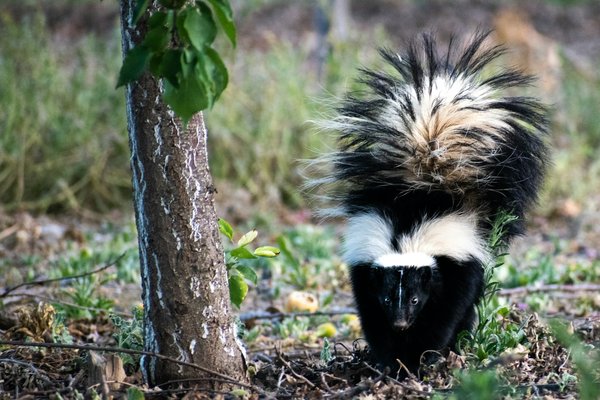 How do you ensure a balanced diet for a vegetarian pet skunk?