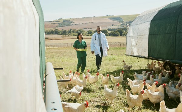 How vaccination programs improve poultry health?